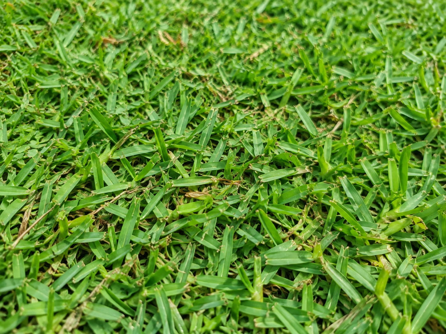 Kikuyu turf lawn in Perth