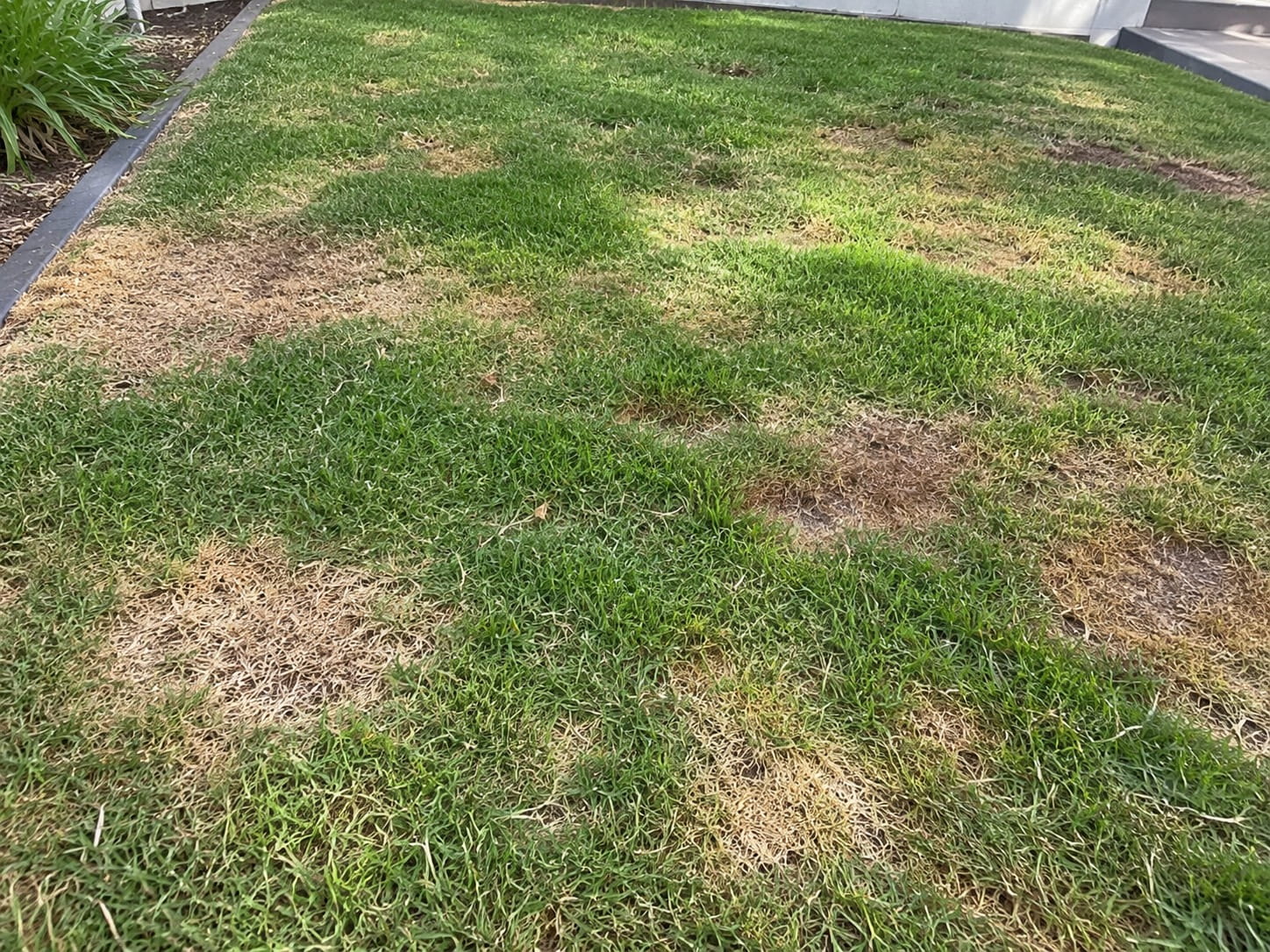 Lawn recovering after disease treatment in Perth