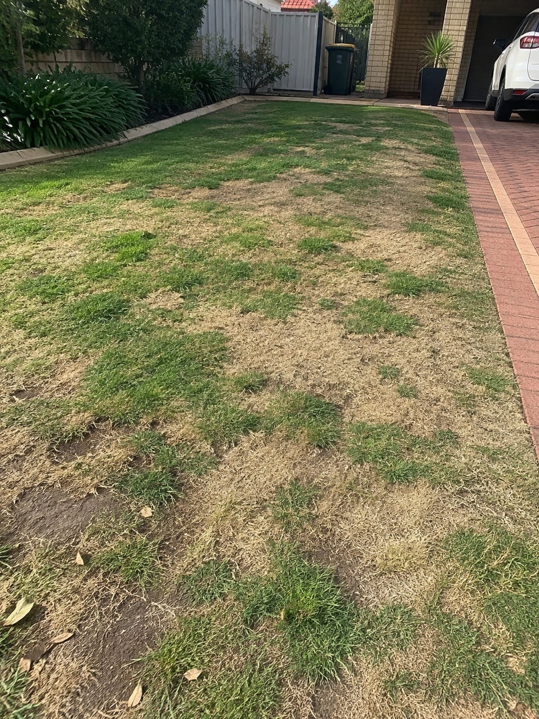 Lawn recovering after disease treatment in Perth