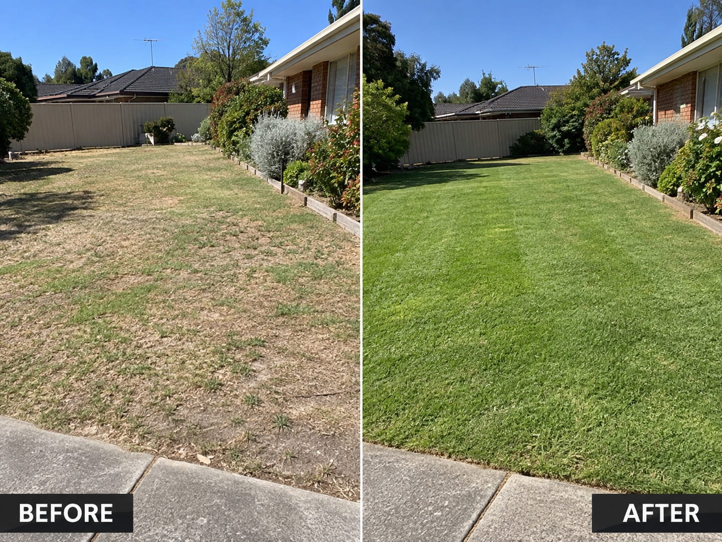 Before and after lawn renovation of a front lawn — dry, thinning grass restored to healthy green turf