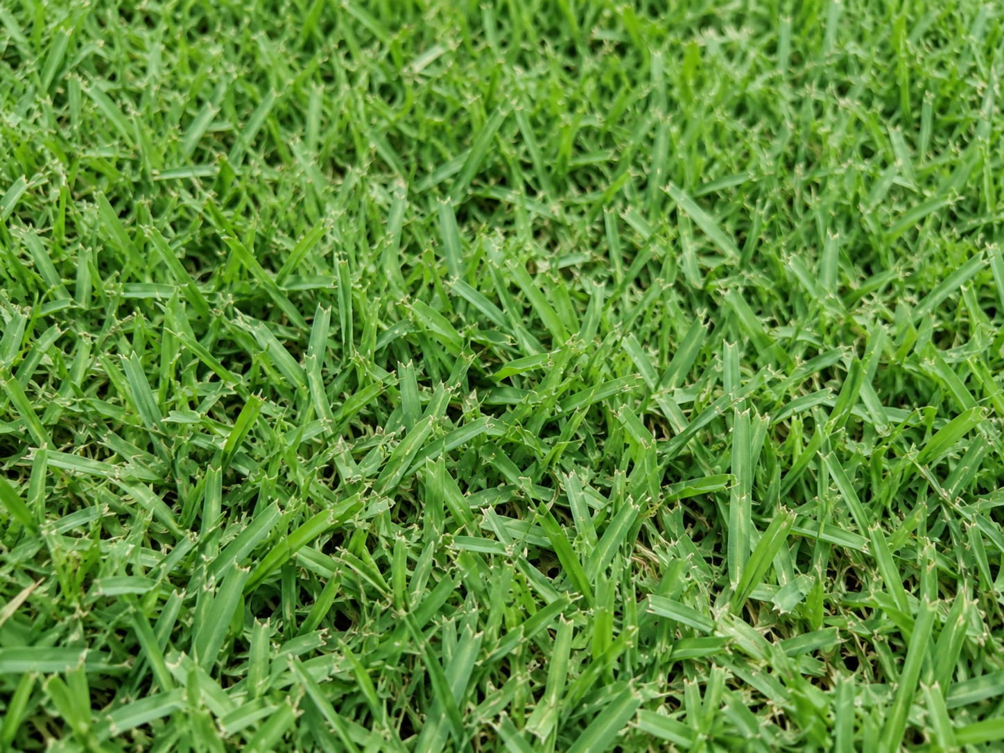 Nara Native drought-tolerant turf