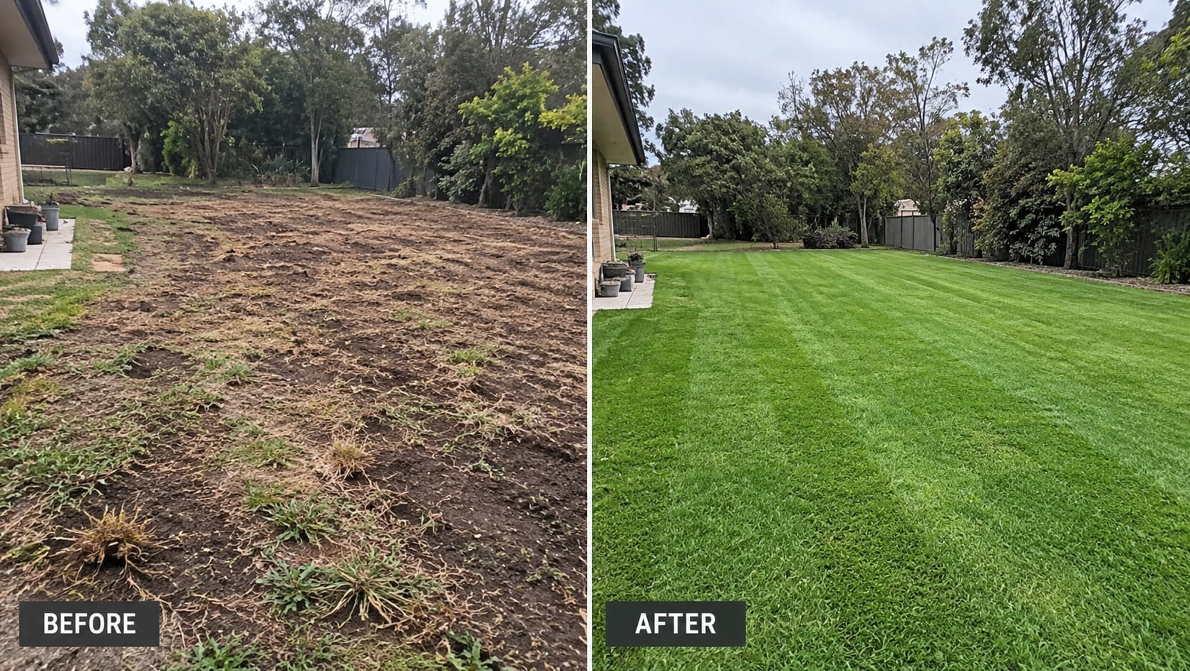 Overseeded lawn filling in across a Perth yard