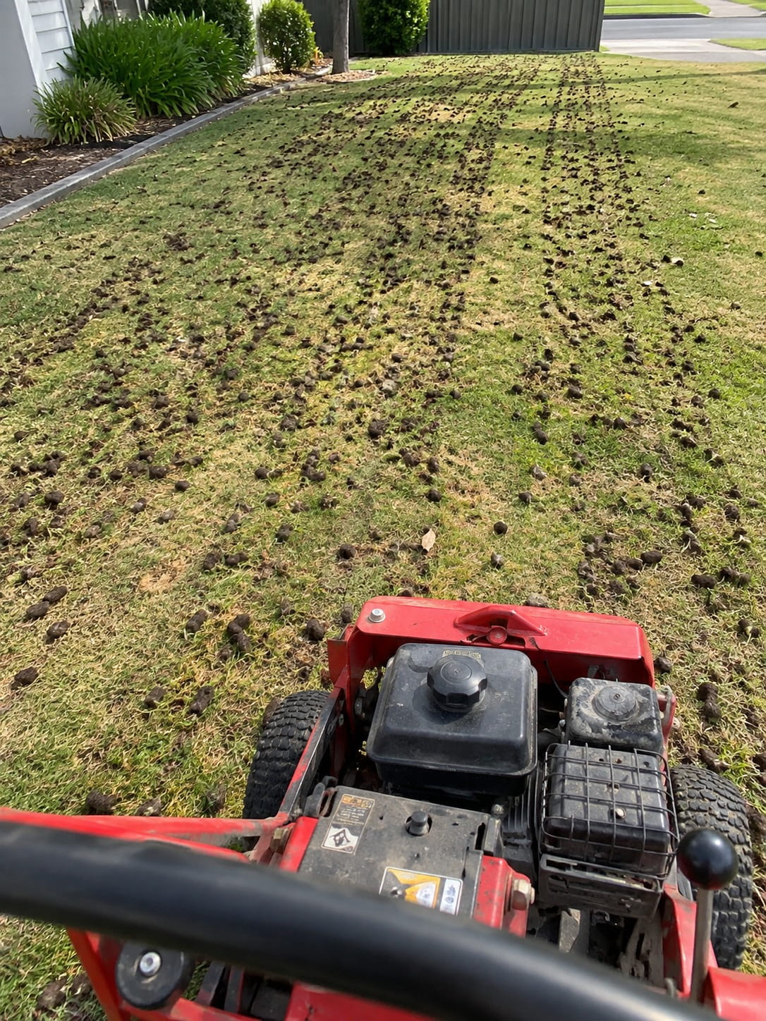 Aerated lawn in Perth