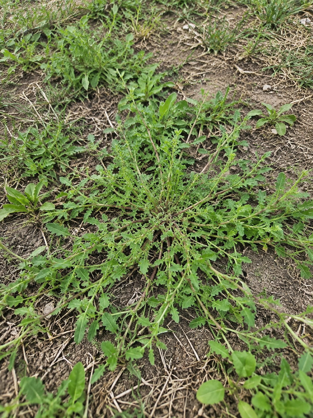 Weed-free lawn in Perth