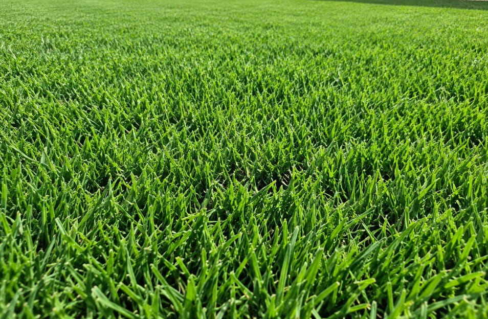 Close-up of fine-leaf zoysia turf
